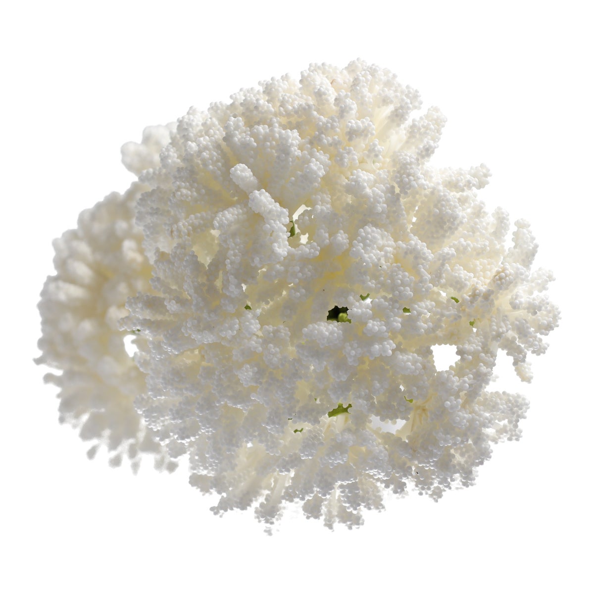 Tak klauw wit 87 cm Tak klauw wit 87 cm