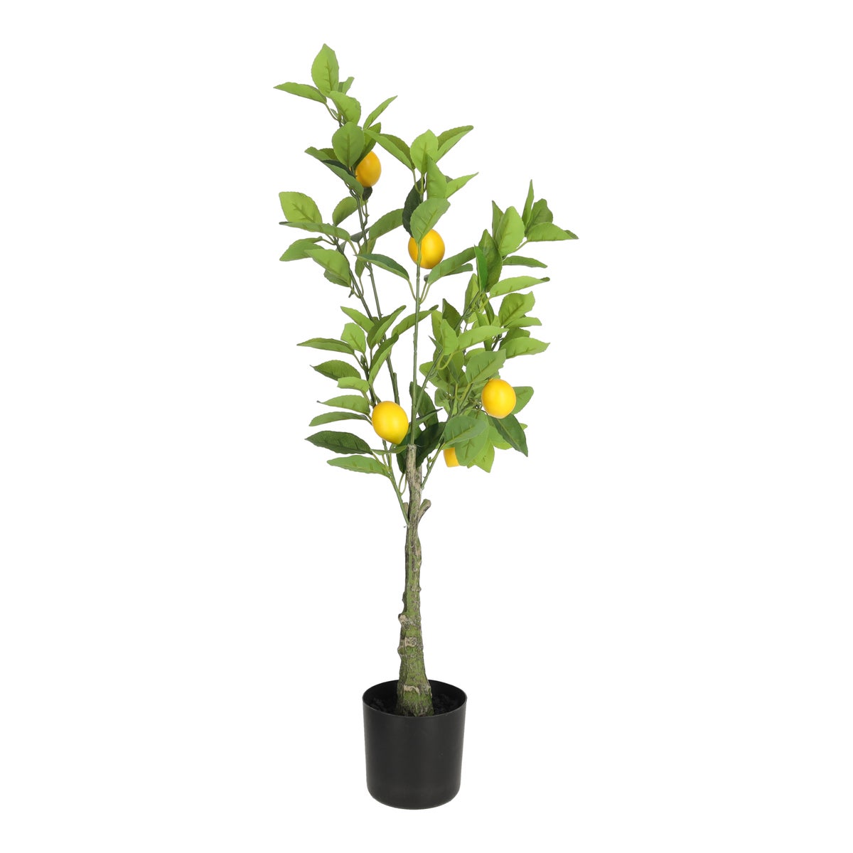 Citrusboom 85 cm Citrusboom 85 cm