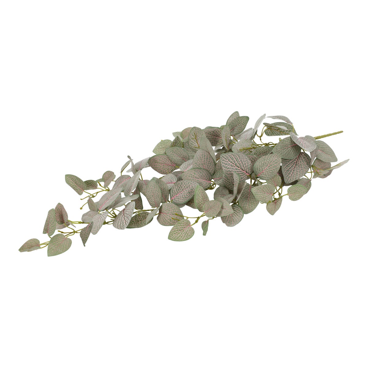 Tak Fittonia 80 cm Tak Fittonia 80 cm