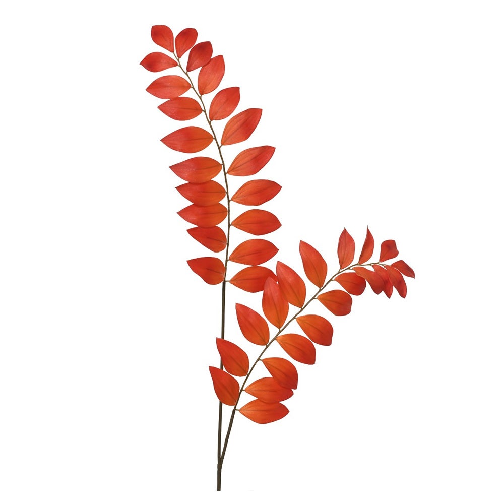 Tak Phyllanthus oranje 110 cm Tak Phyllanthus oranje 110 cm