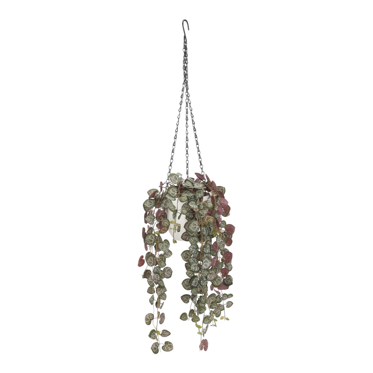 Plant hangend rosary vine 52 cm Plant hangend rosary vine 52 cm
