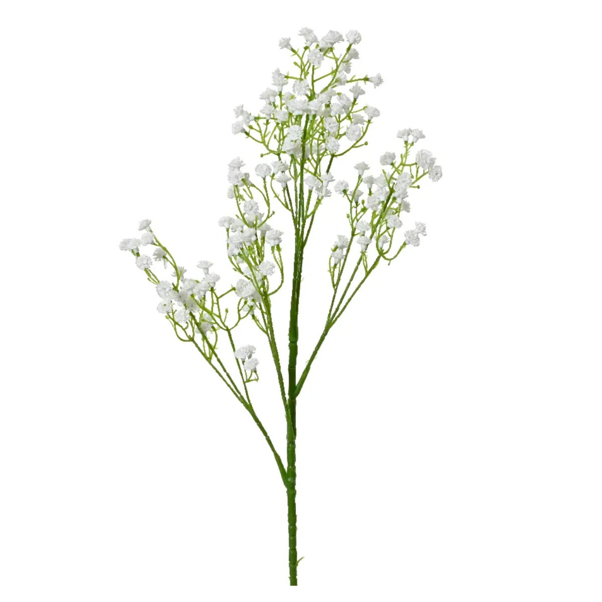 Gipskruid wit 65 cm Gipskruid wit 65 cm