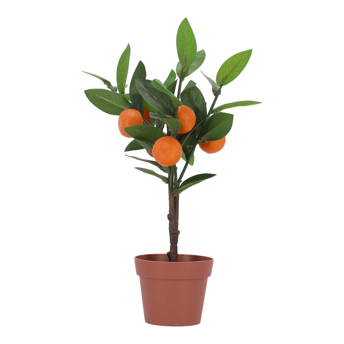 Boom mandarijn 38 cm Boom mandarijn 38 cm