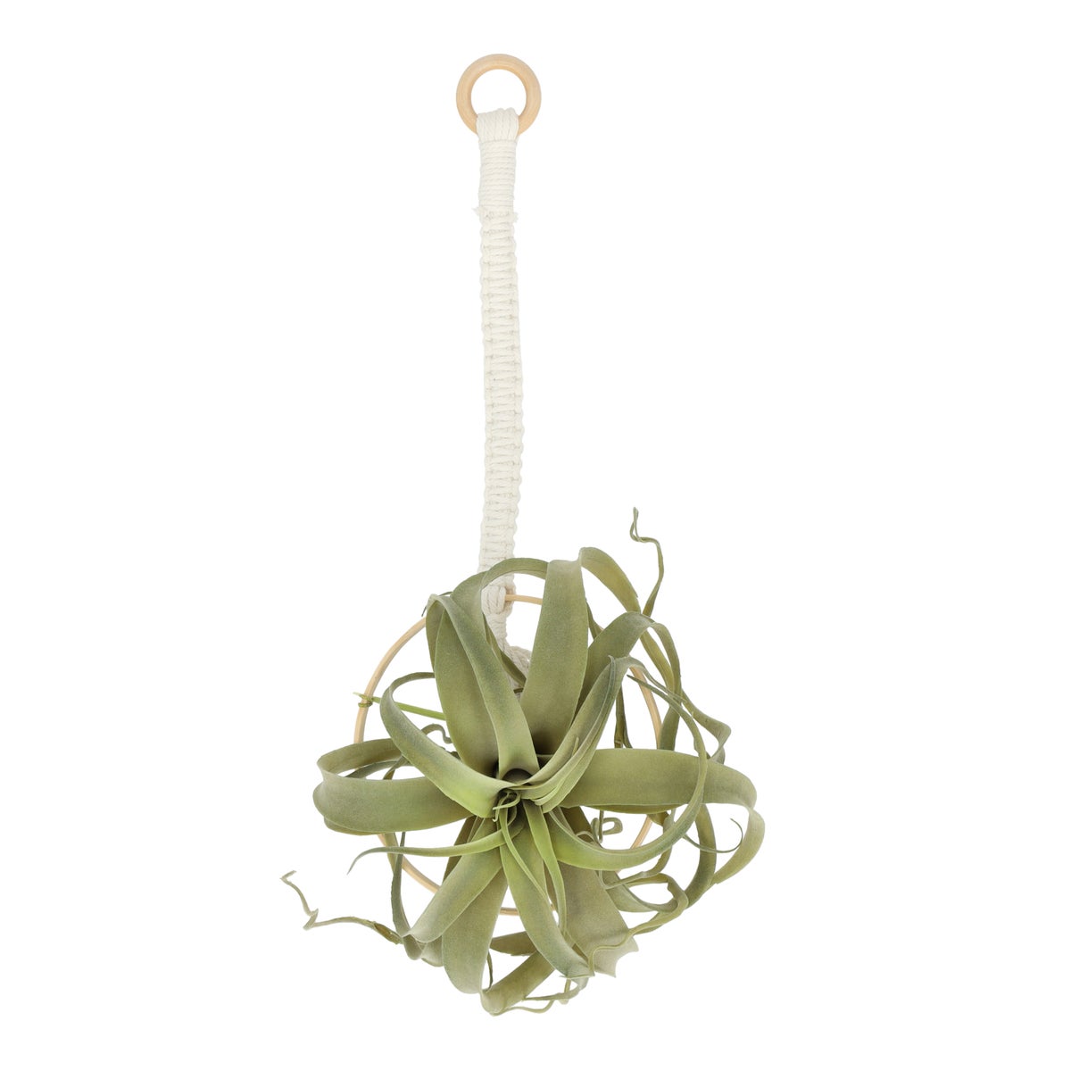 Air plant hangend in pot 60 cm Air plant hangend in pot 60 cm
