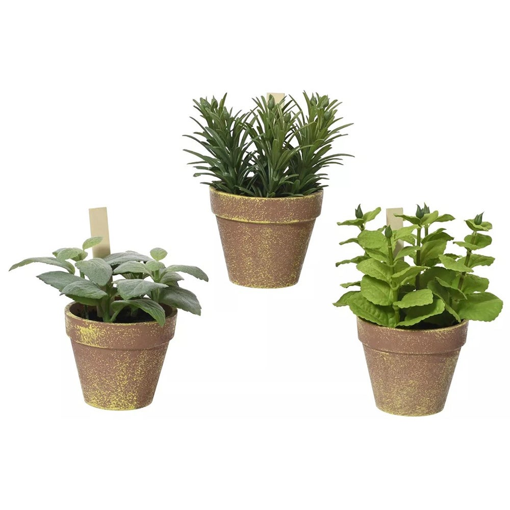 Plant in pot 17 cm Plant in pot 17 cm