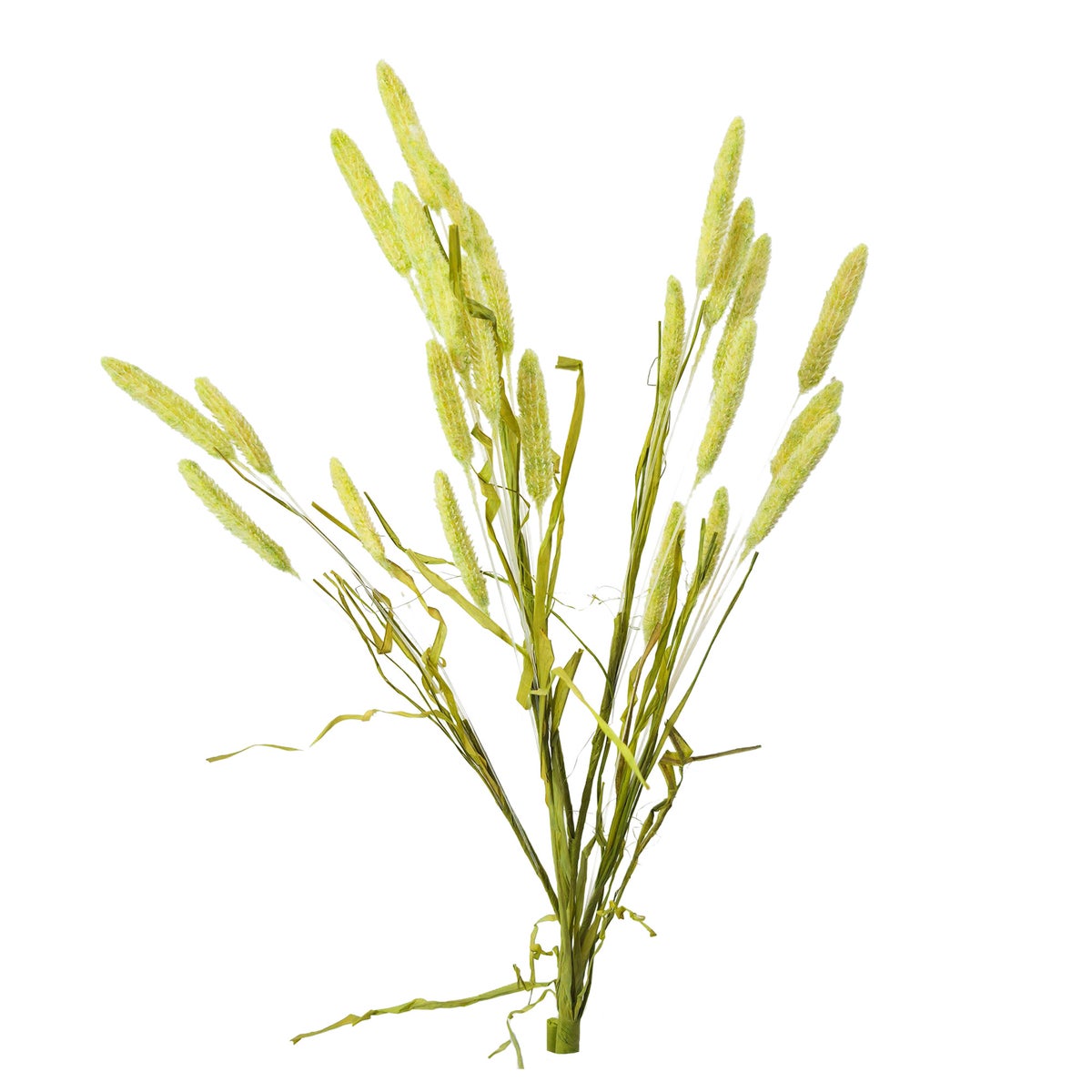 Tak Seteria groen 70 cm Tak Seteria groen 70 cm