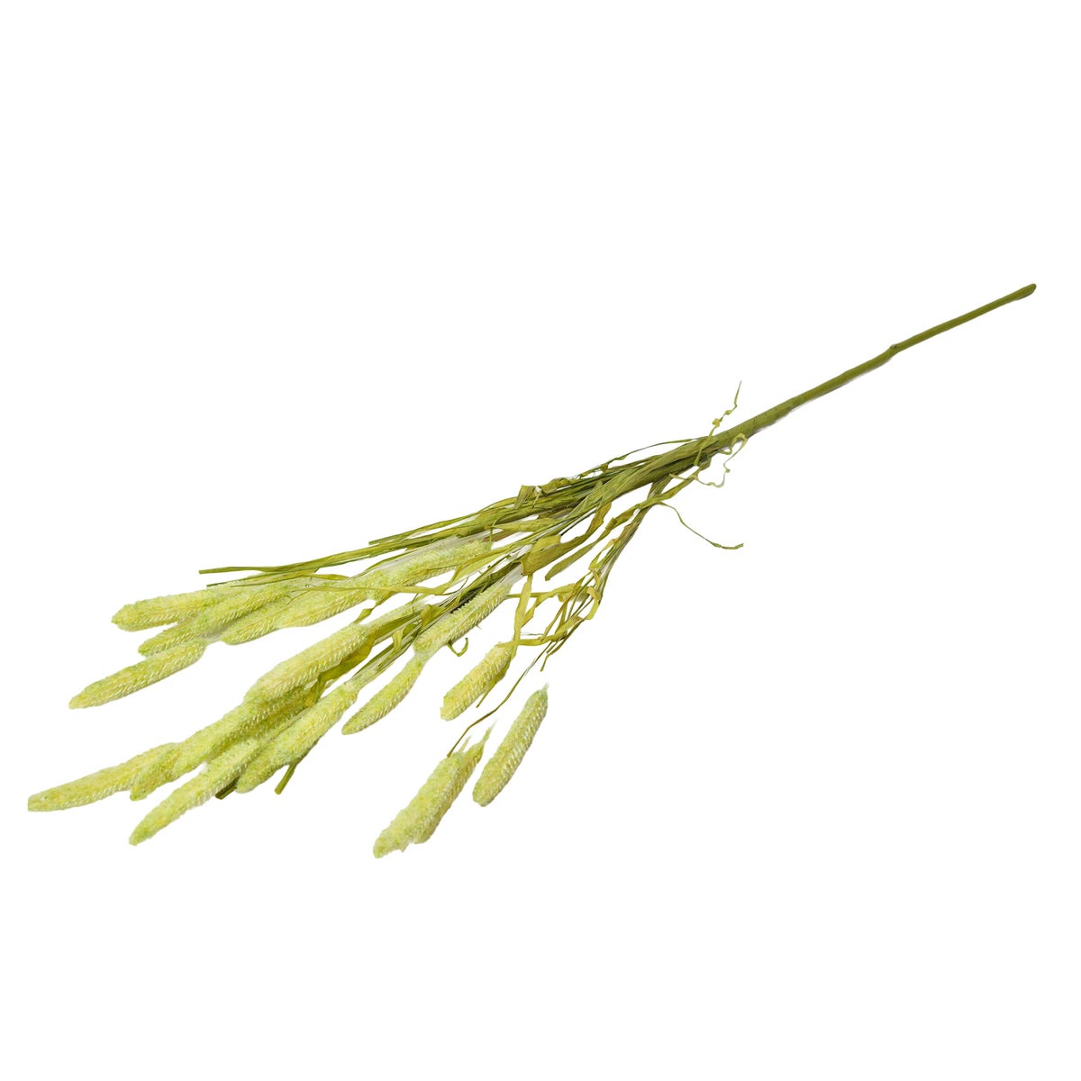 Tak Setaria groen 70 cm Tak Setaria groen 70 cm