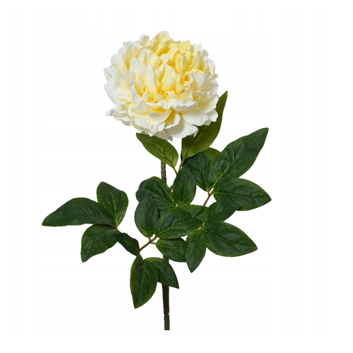 Pioen op steel 70 cm zacht geel Pioen op steel 70 cm zacht geel