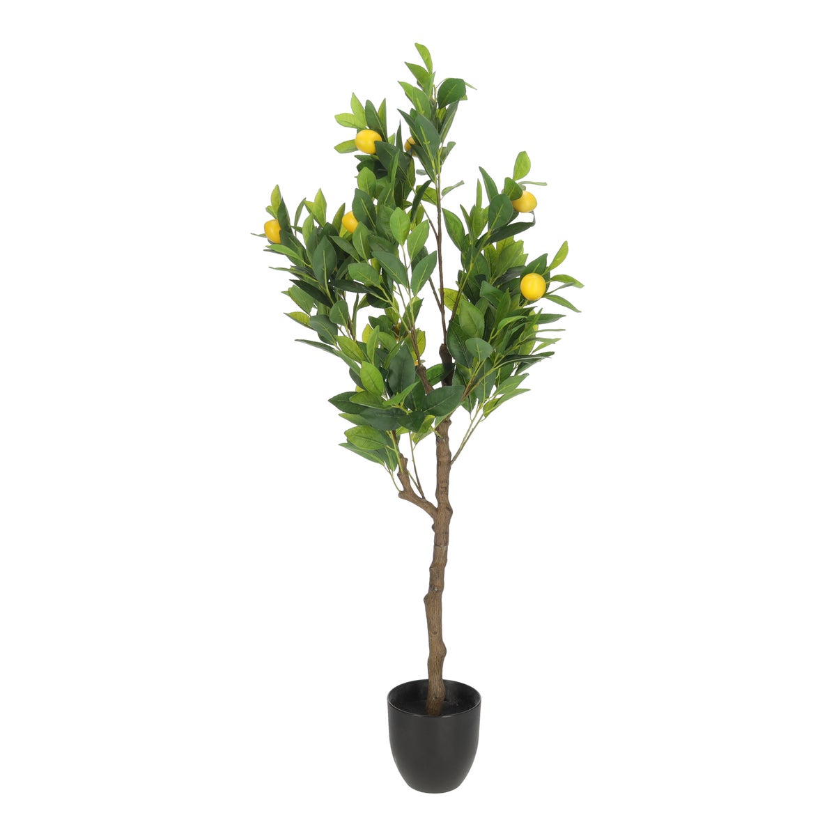 Citrusboom 120 cm Citrusboom 120 cm