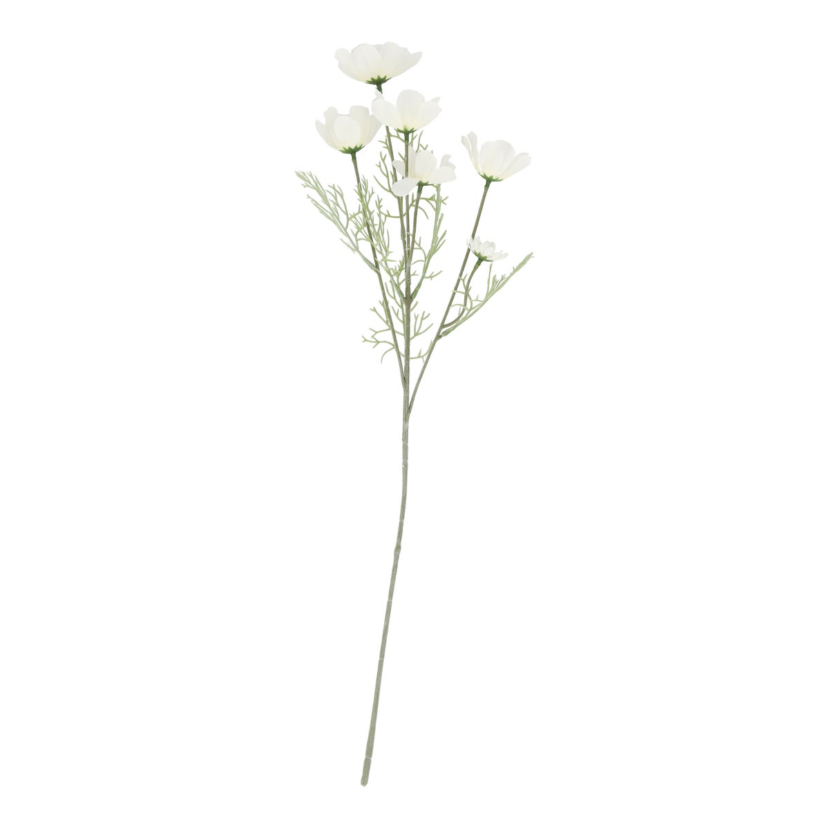 Tak Calliopsis 63 cm wit Tak Calliopsis 63 cm wit