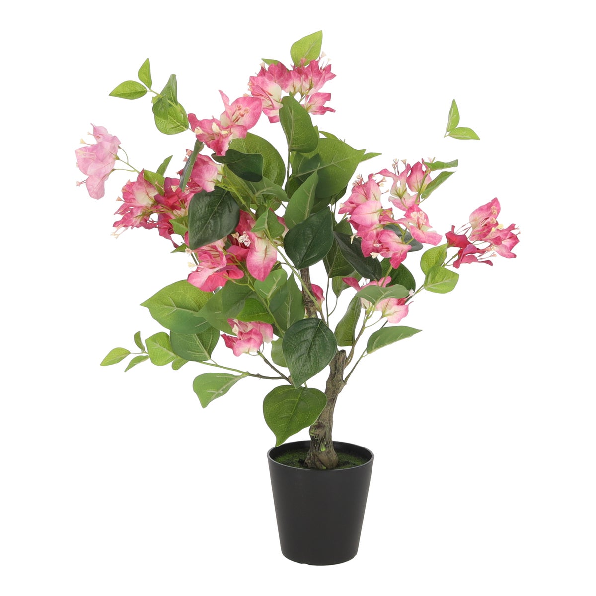 Boom bougainvillea fuchsia 69 cm Boom bougainvillea fuchsia 69 cm