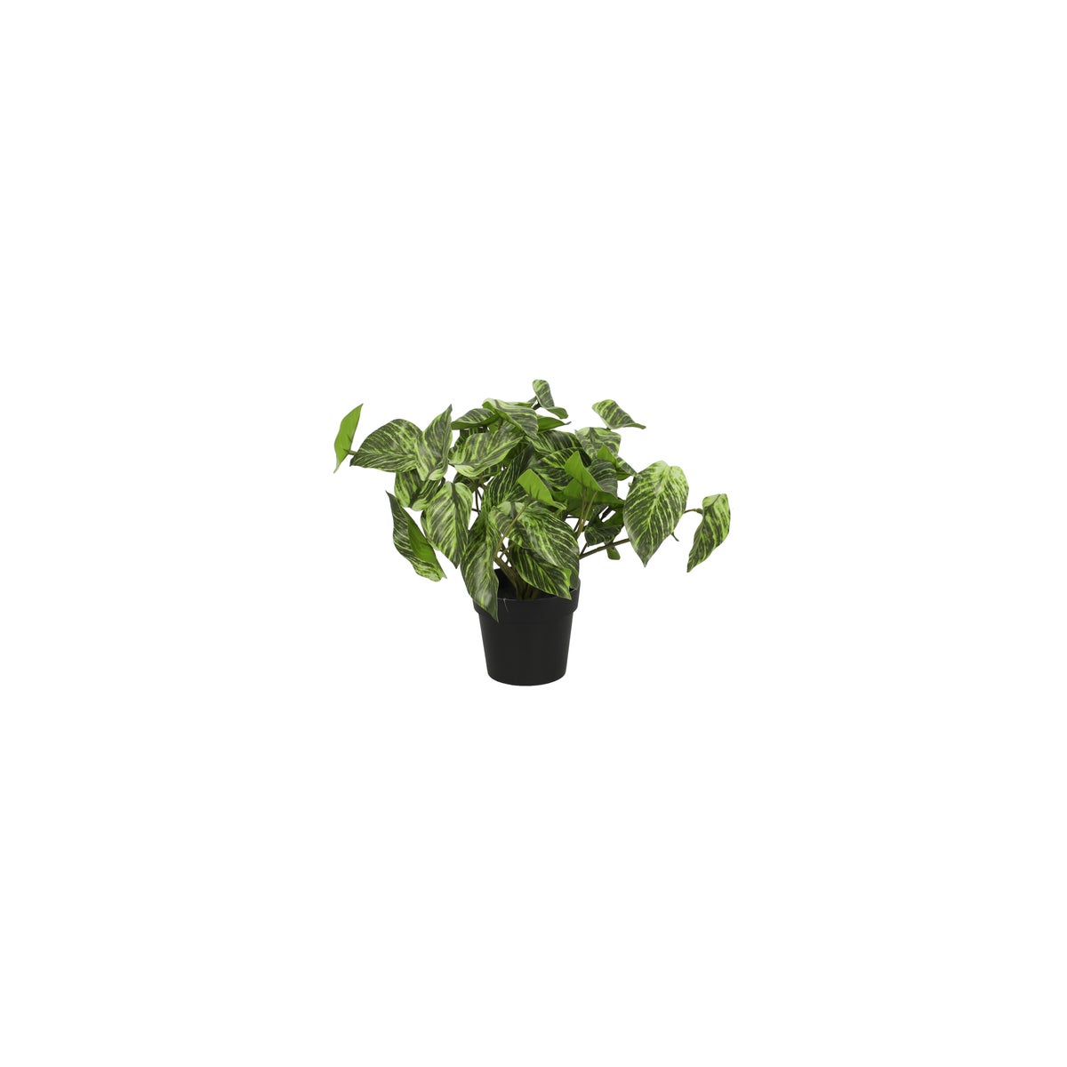 Plant 25 cm 3 assorti Plant 25 cm 3 assorti