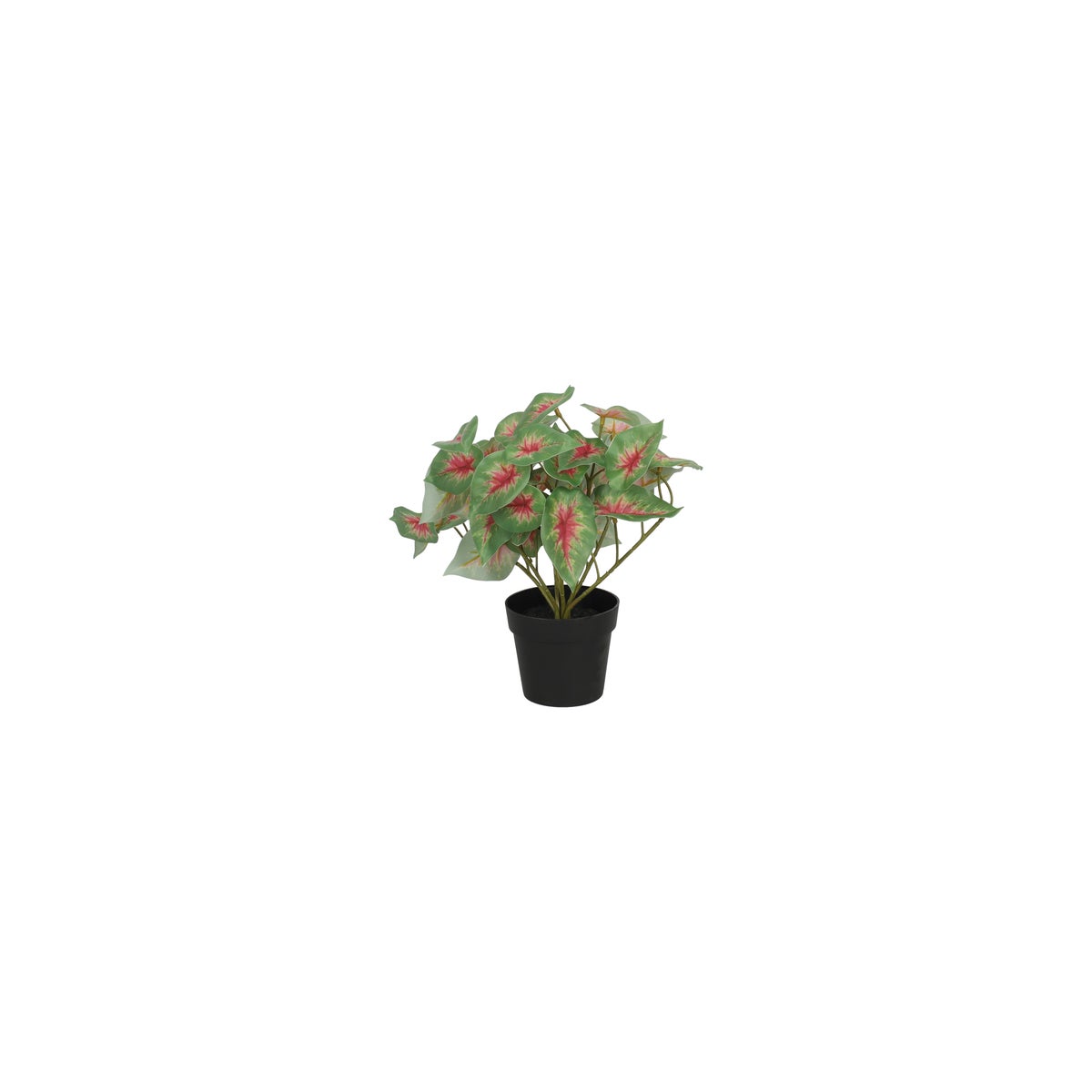 Plant 25 cm 3 assorti Plant 25 cm 3 assorti