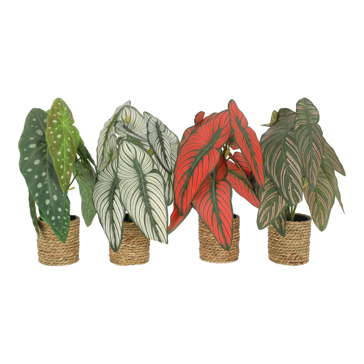 Plant in pot met graslook 35 cm - 4 assorti Plant in pot met graslook 35 cm - 4 assorti