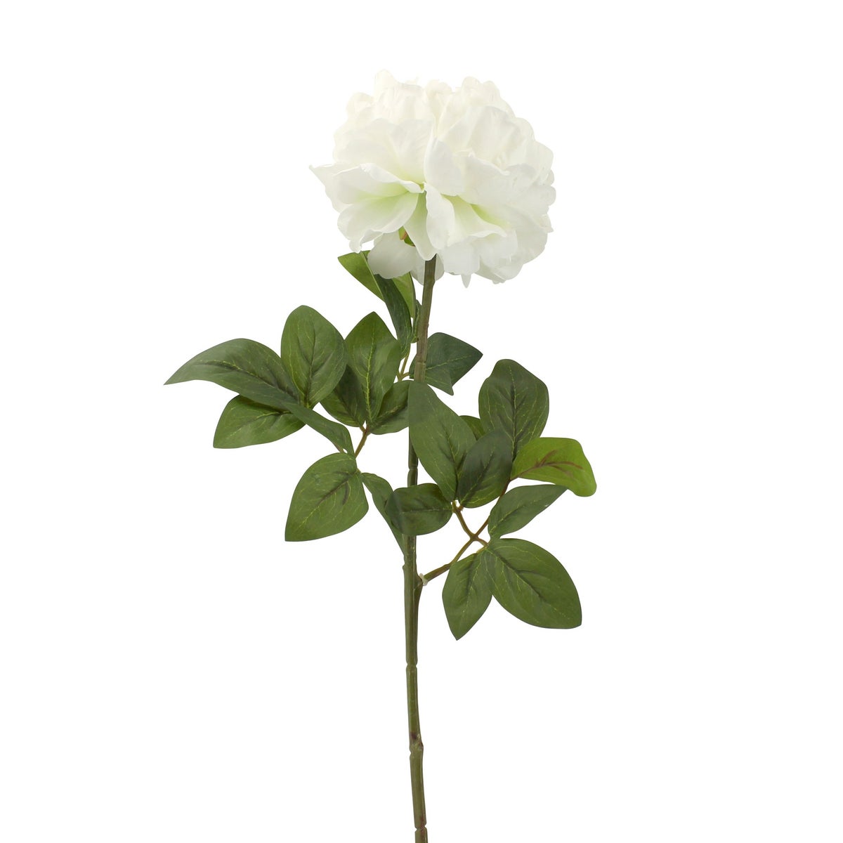 Pioen creme 72 cm Pioen creme 72 cm