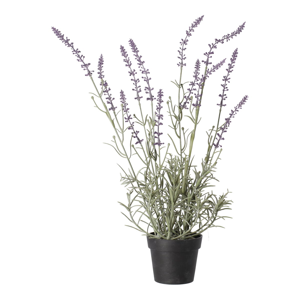 Lavendel in pot Lavendel in pot