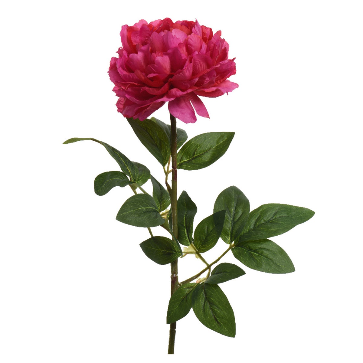 Pioen fuchsia 72 cm Pioen fuchsia 72 cm