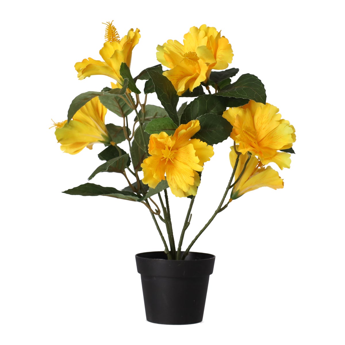 Hibiscus in pot diverse assorti Hibiscus in pot diverse assorti