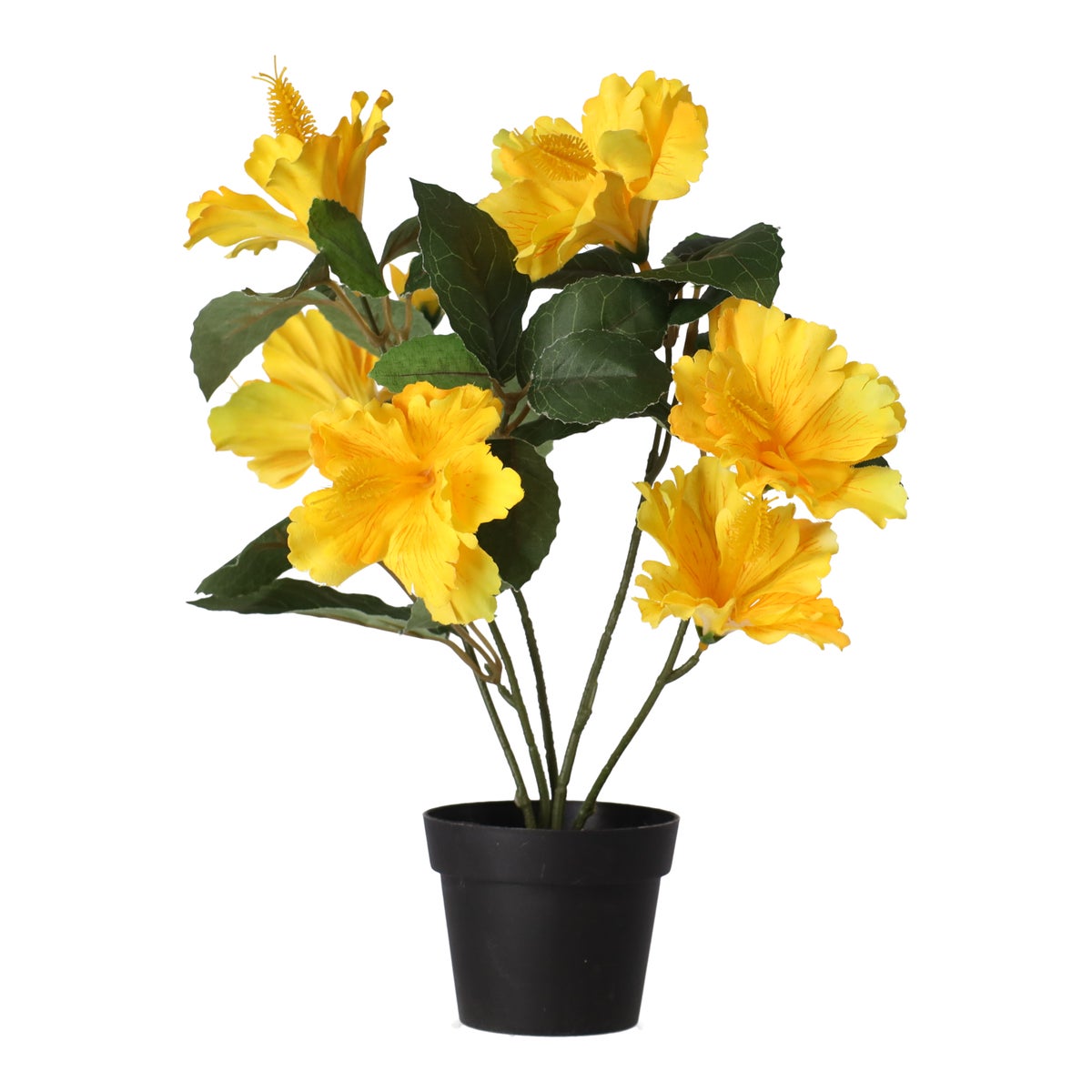 Hibiscus in pot diverse assorti Hibiscus in pot diverse assorti