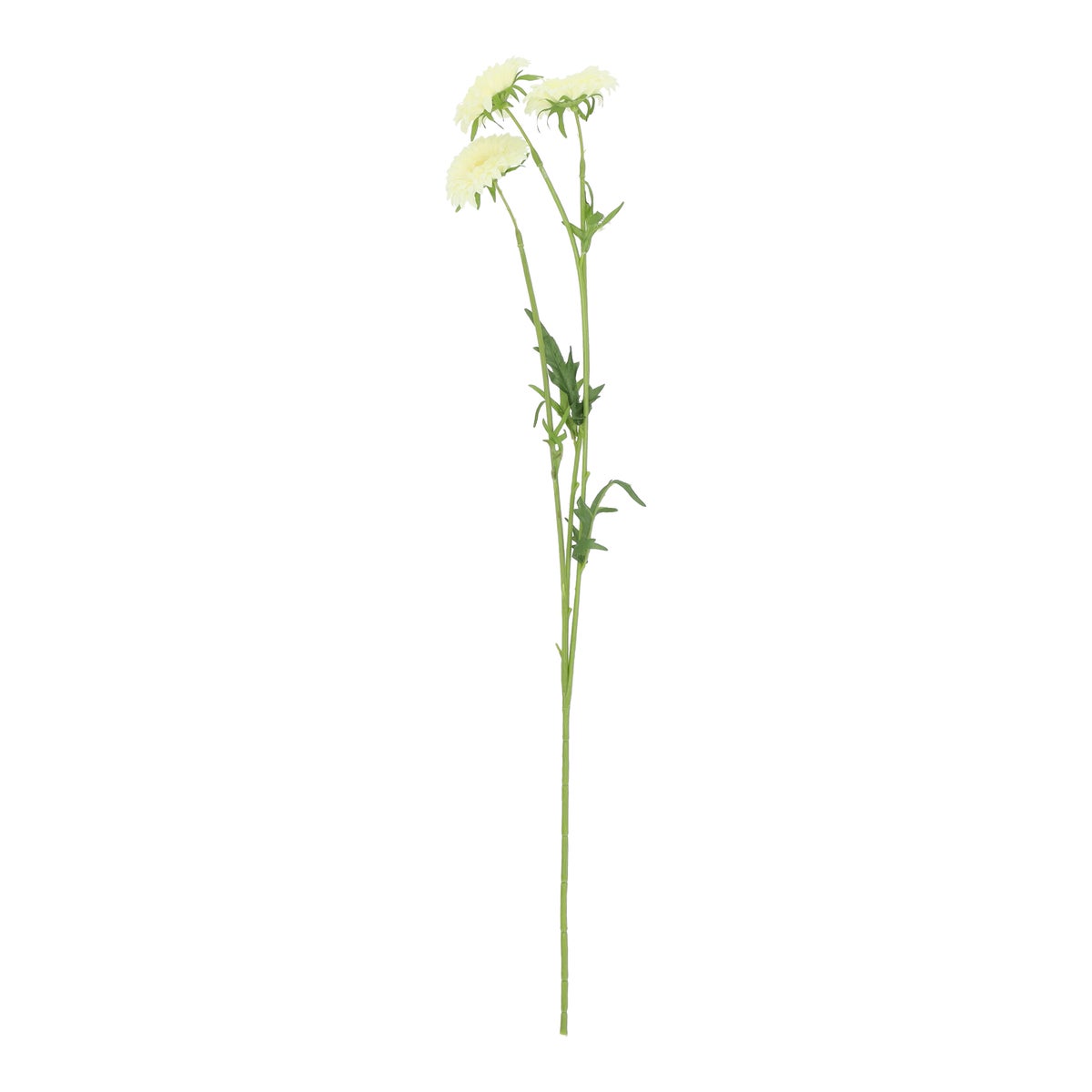 Tak marigold creme 68 cm Tak marigold creme 68 cm
