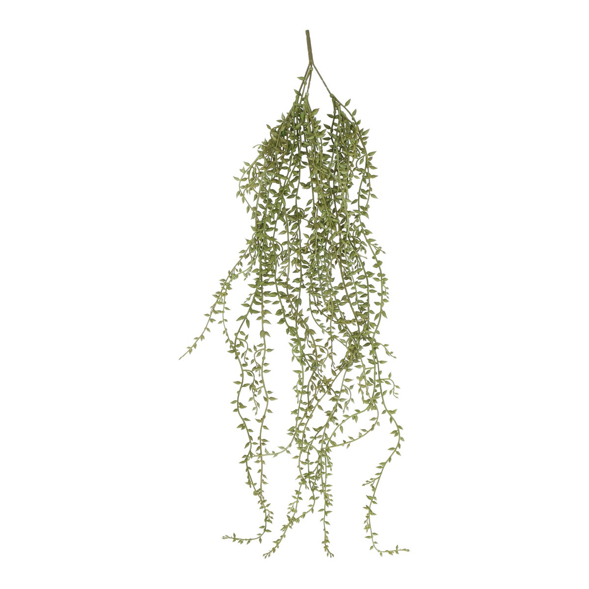 Hangplant green beens 70 cm Hangplant green beens 70 cm