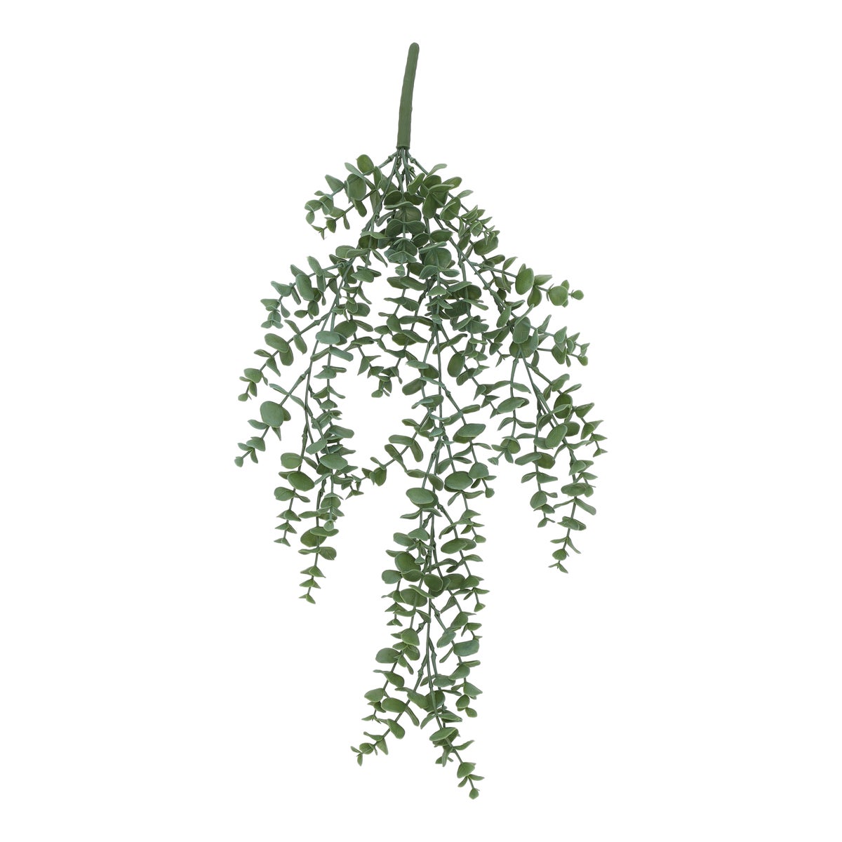 Hangplant money leaves 60 cm Hangplant money leaves 60 cm