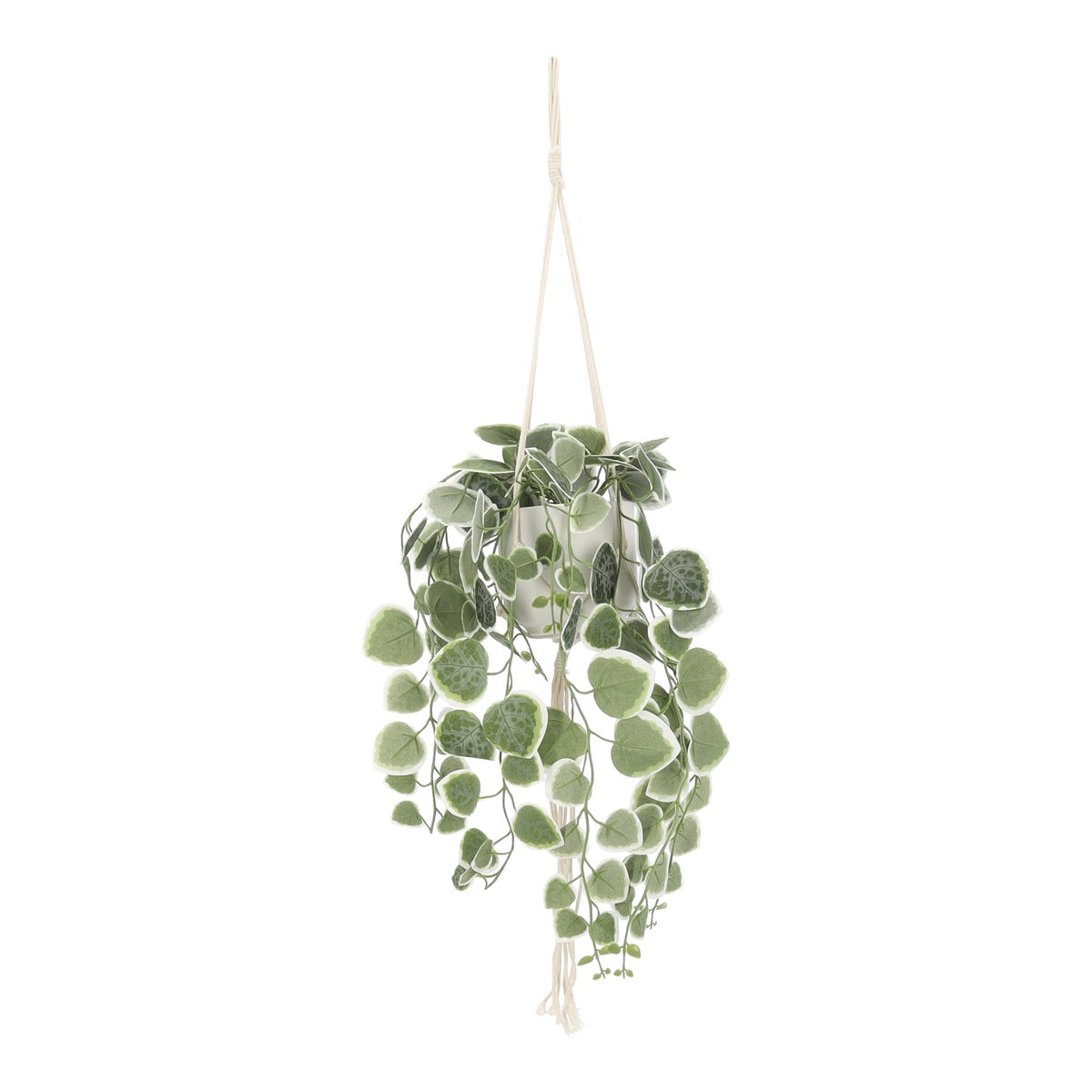 Hanging Ceropegia in pot Hanging Ceropegia in pot