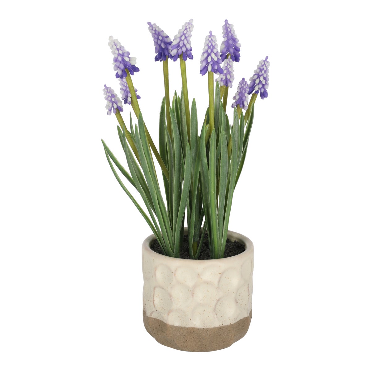 Blauwe druif in pot Blauwe druif in pot