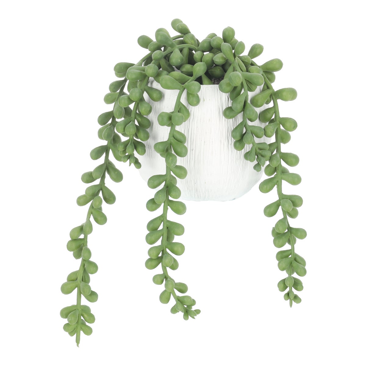 Vetplant in pot 10 cm Vetplant in pot 10 cm