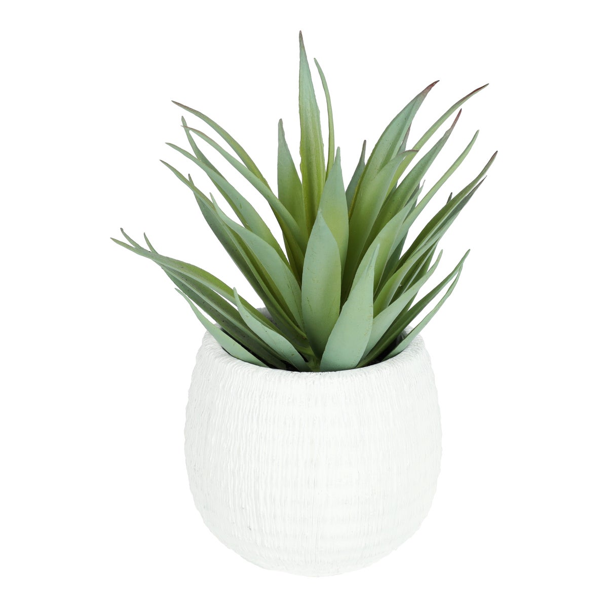 Vetplant in pot 17 cm Vetplant in pot 17 cm