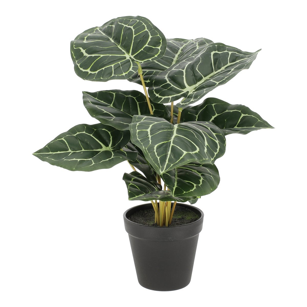 Anthurium in pot 30 cm Anthurium in pot 30 cm