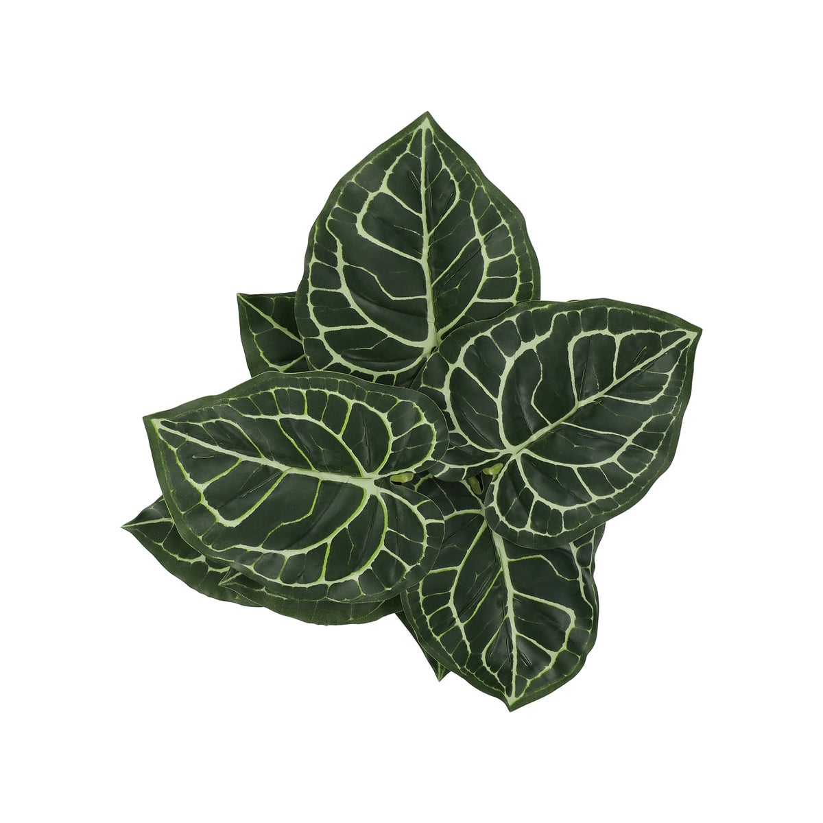 Anthurium in pot 30 cm Anthurium in pot 30 cm