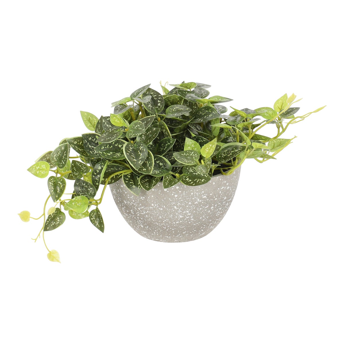 Groen in pot 17 cm Groen in pot 17 cm