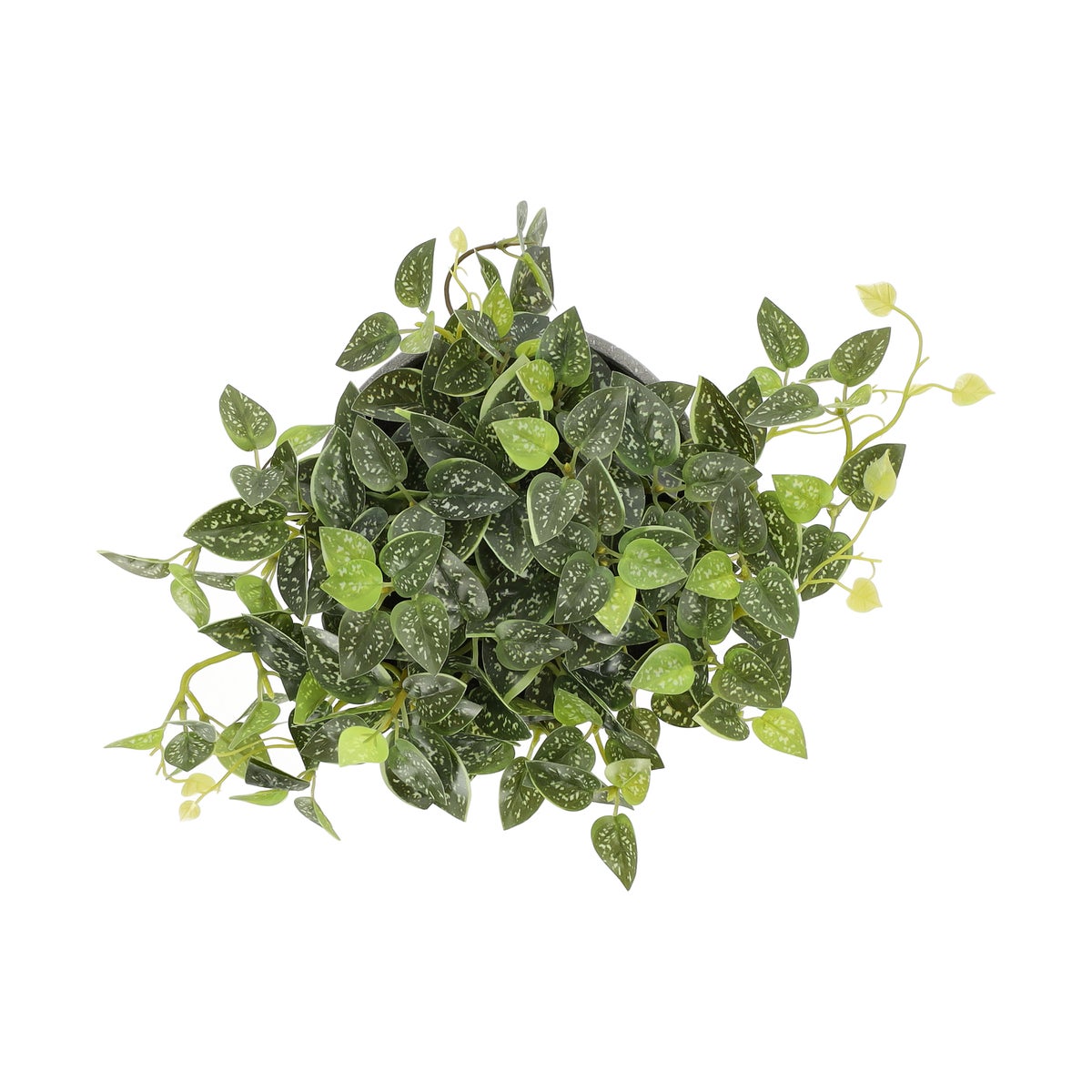 Groen in pot 17 cm Groen in pot 17 cm