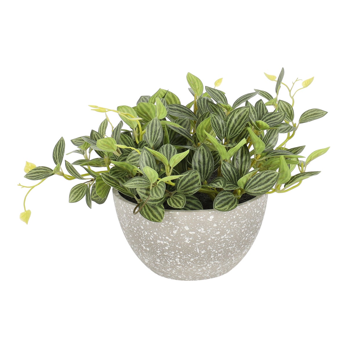 Fittonia in pot 17 cm Fittonia in pot 17 cm