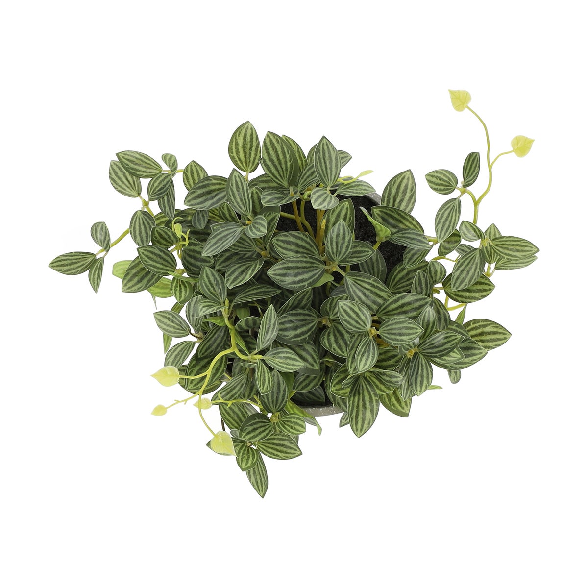 Fittonia in pot 17 cm Fittonia in pot 17 cm