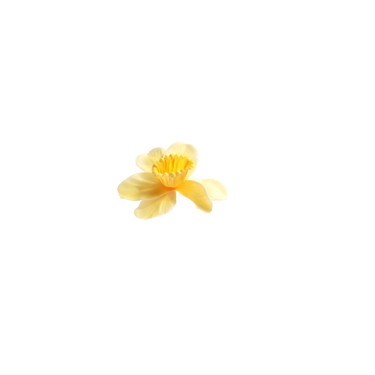 Narcis 39 cm Narcis 39 cm