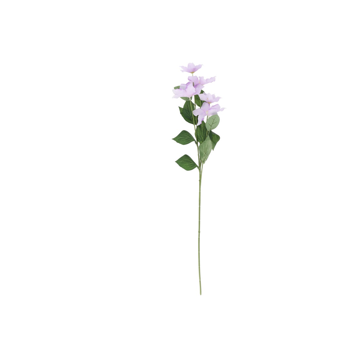 Tak clematis lila 80 cm Tak clematis lila 80 cm