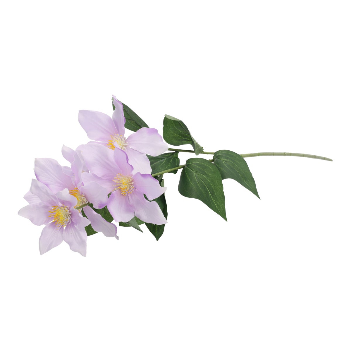 Tak clematis lila 80 cm Tak clematis lila 80 cm