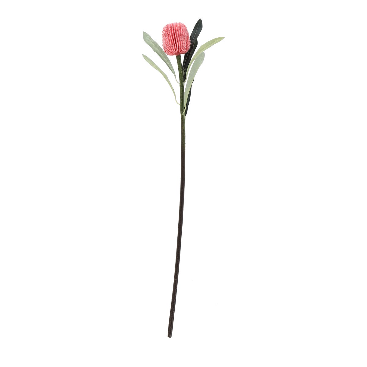 Tak entomophily roze 65 cm Tak entomophily roze 65 cm