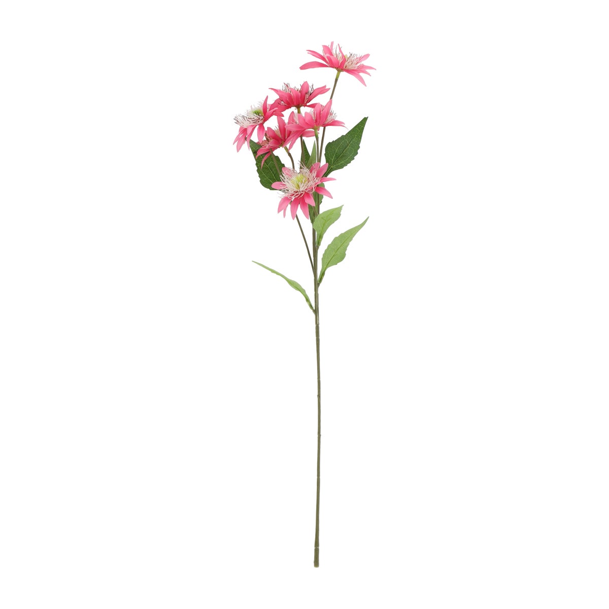 Tak Masterwort roze 60 cm Tak Masterwort roze 60 cm