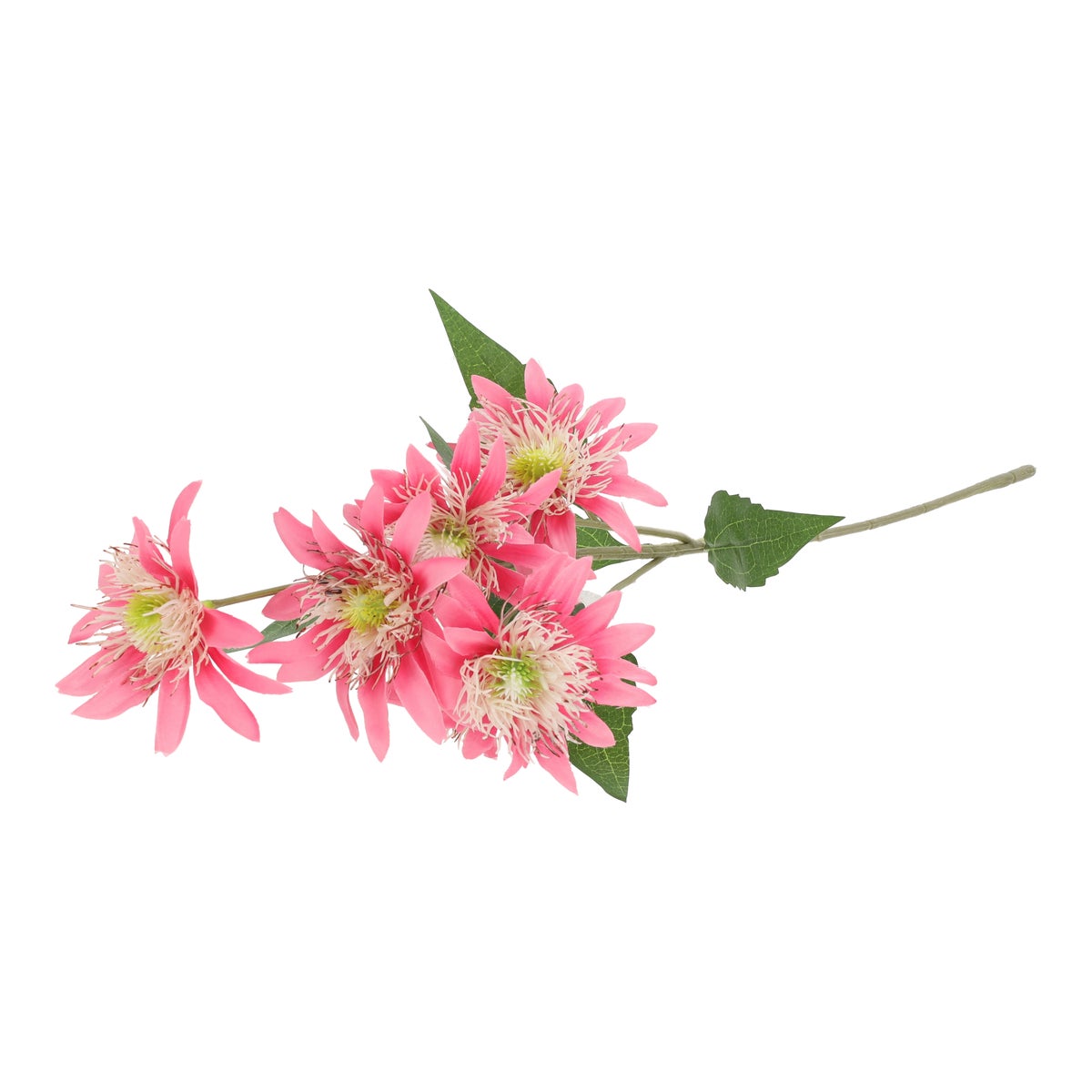 Tak Masterwort roze 60 cm Tak Masterwort roze 60 cm