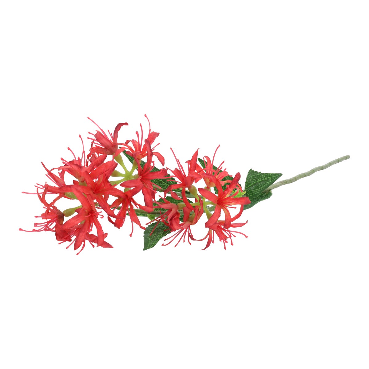 Tak spider lily rood 70 cm Tak spider lily rood 70 cm