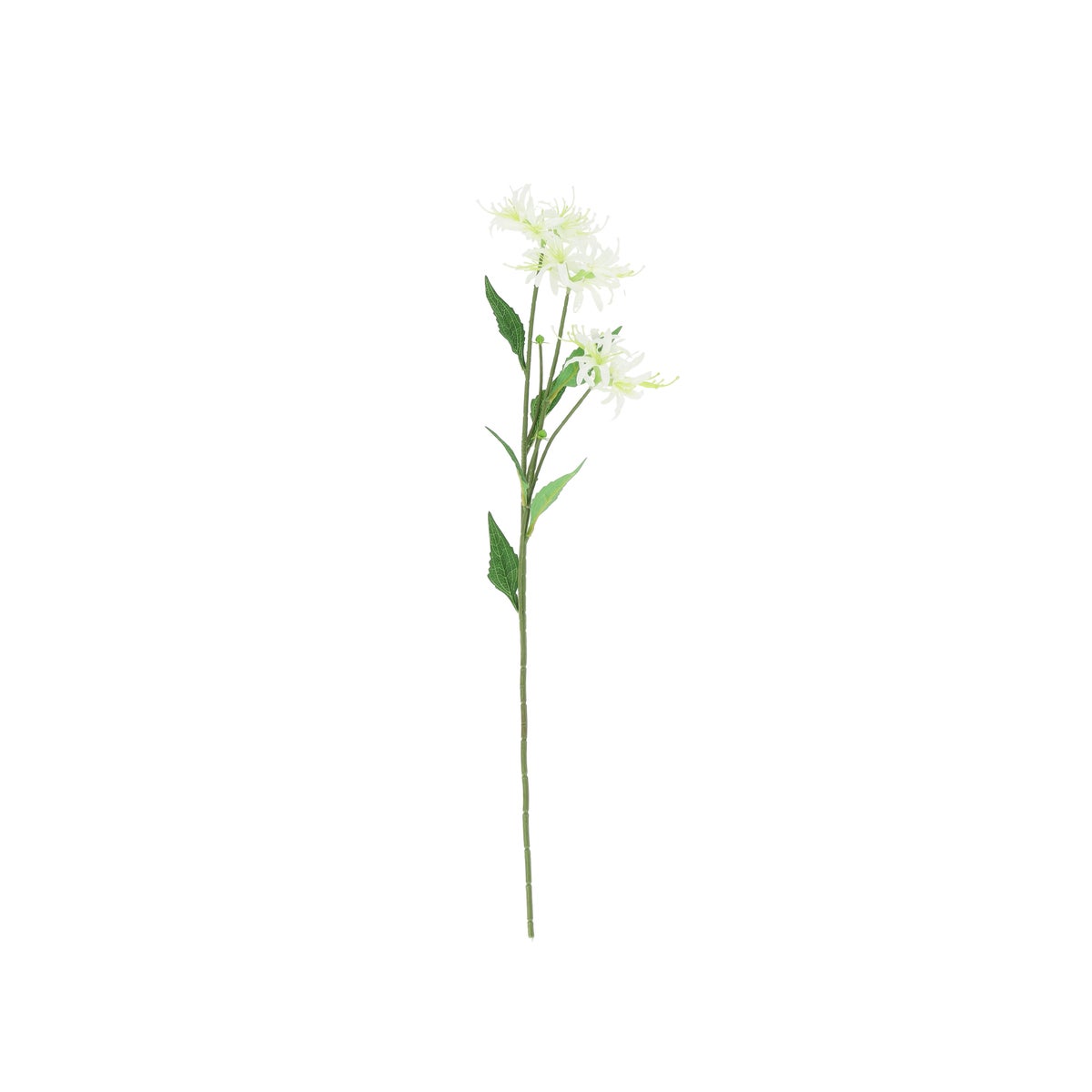 Tak spider lily wit 70 cm Tak spider lily wit 70 cm