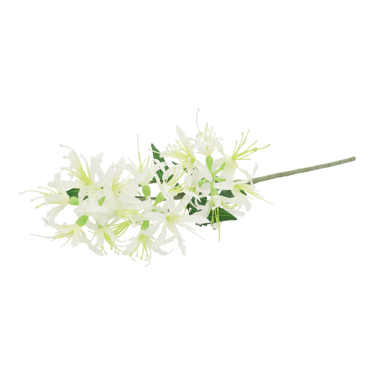 Tak spider lily wit 70 cm Tak spider lily wit 70 cm