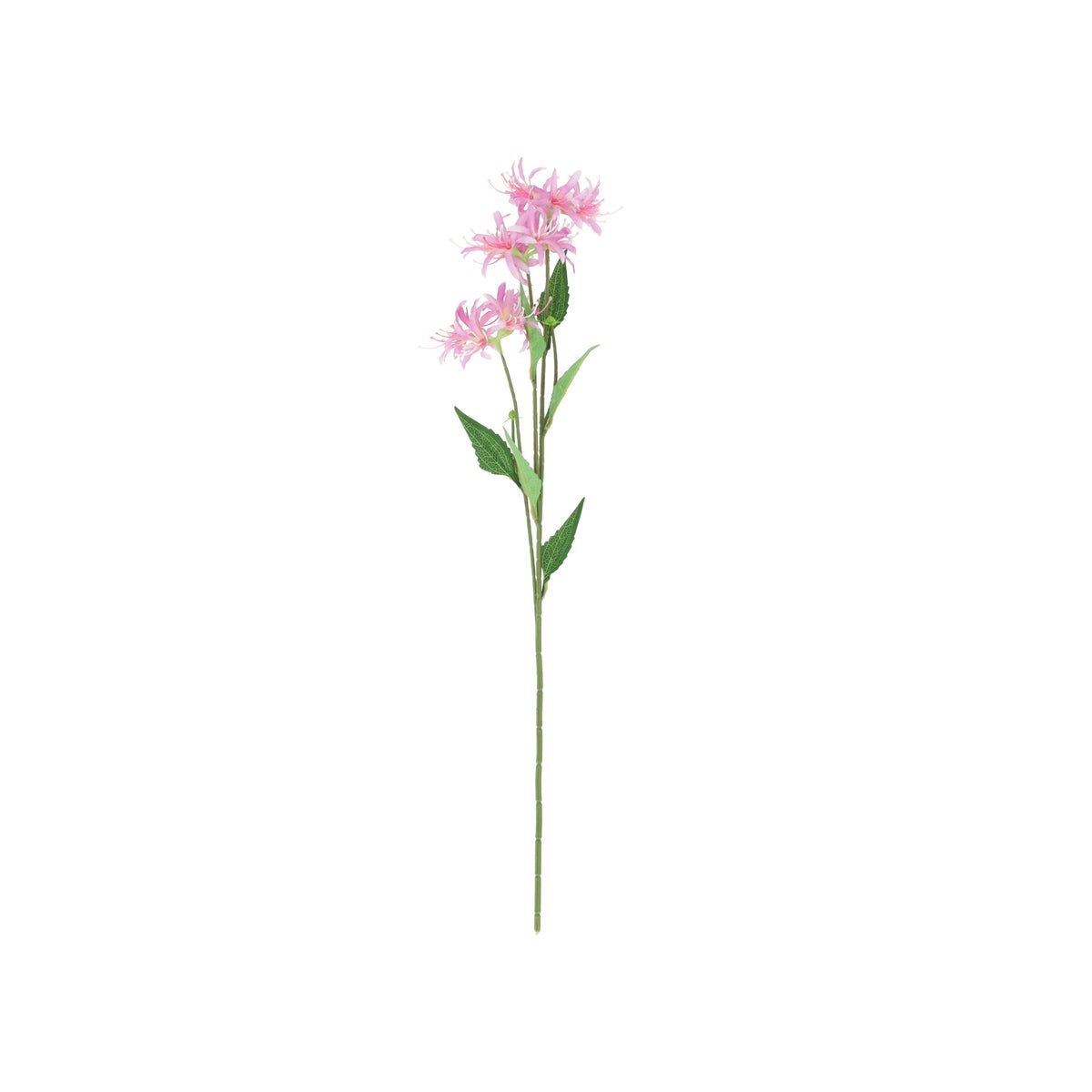 Tak spider lily fuchsia 70 cm Tak spider lily fuchsia 70 cm