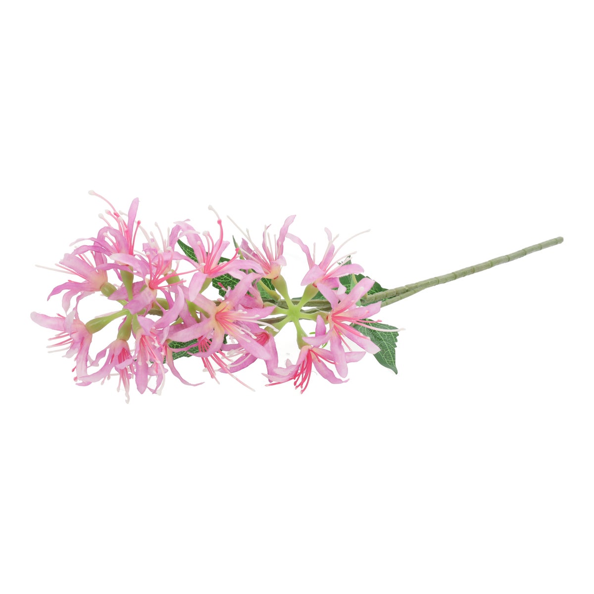 Tak spider lily fuchsia 70 cm Tak spider lily fuchsia 70 cm