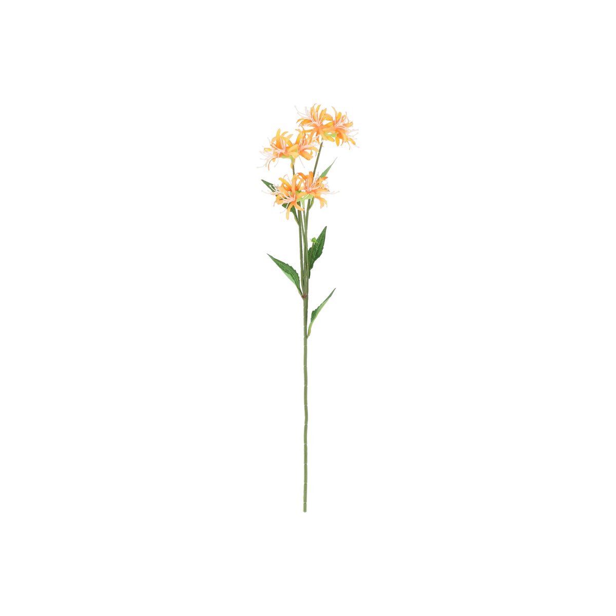 Tak spider lily oranje 70 cm Tak spider lily oranje 70 cm