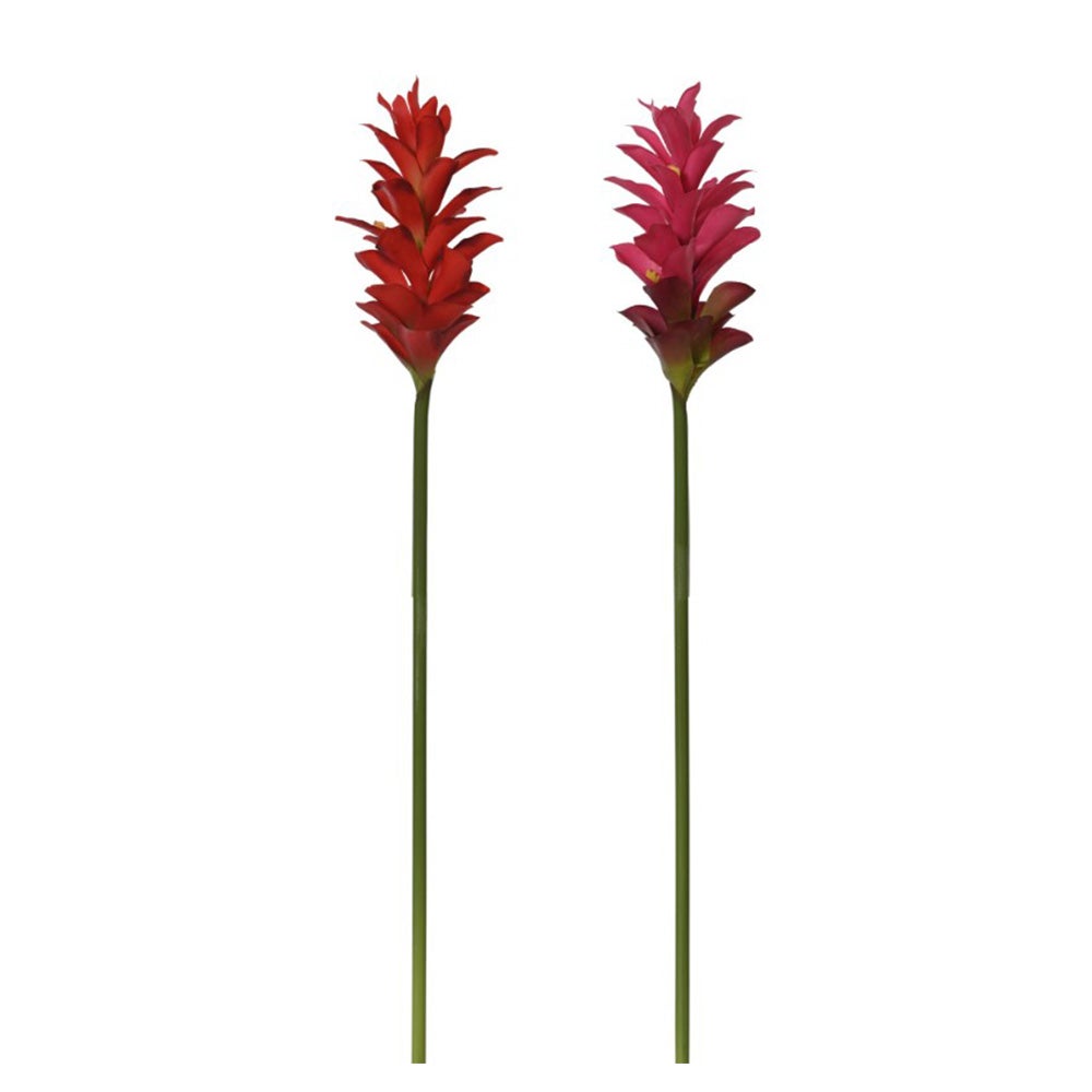 Gemberbloem rood of roze 75 cm Gemberbloem rood of roze 75 cm