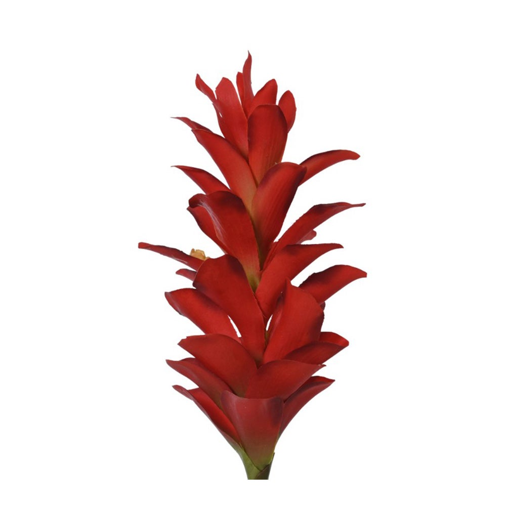 Gemberbloem rood of roze 75 cm Gemberbloem rood of roze 75 cm